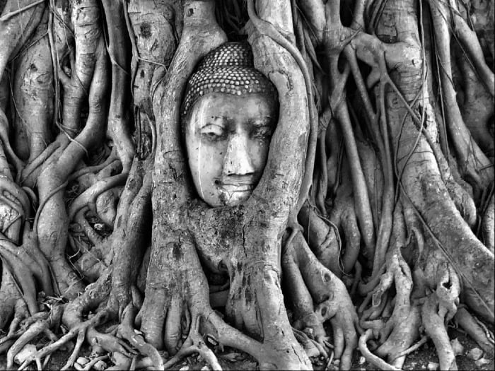 泰国曼谷树上的脸