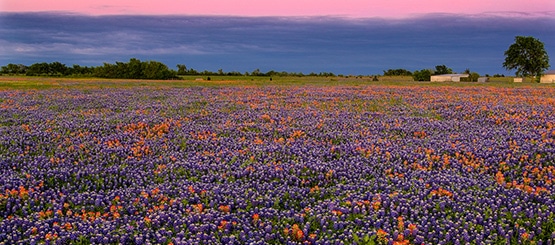 德克萨斯州丘陵地区的繁花似锦