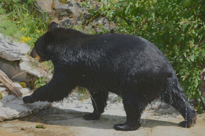 湿黑熊在北美熊中心，伊利，明尼苏达州