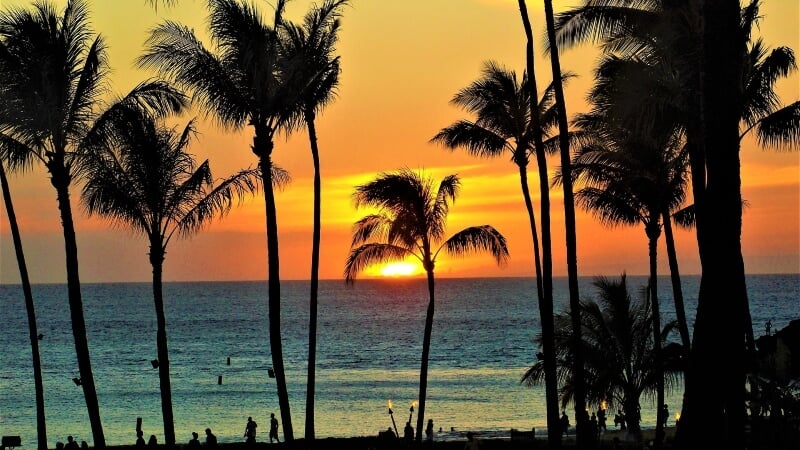 棕榈树和日落