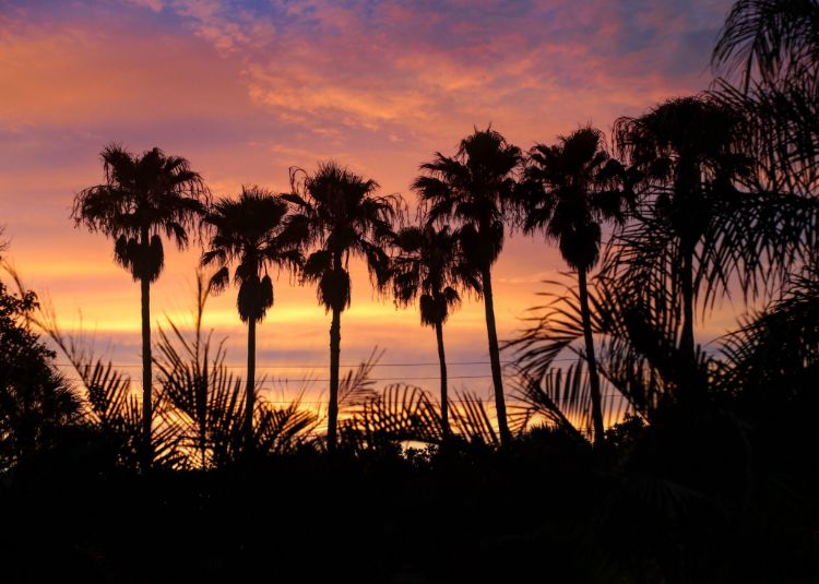 佛罗里达州安娜玛丽亚岛上的棕榈树日落