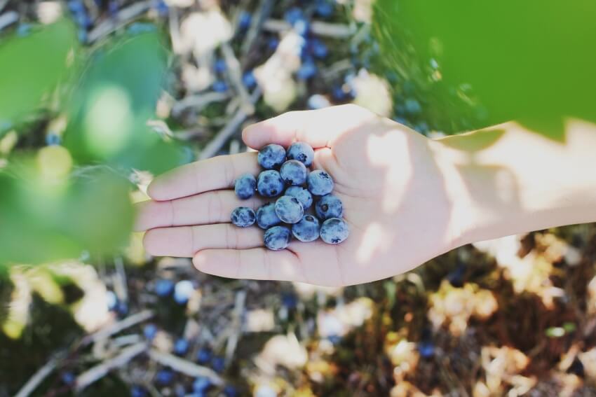 手头的蓝莓