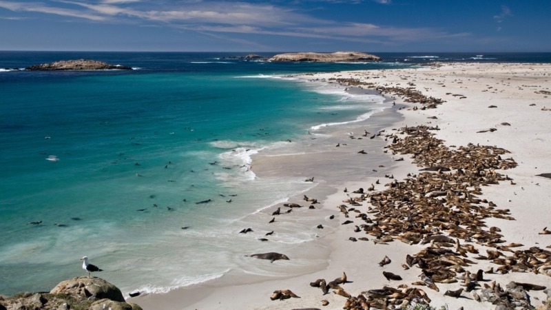 班纳特与数以百计的海豹在San Miguel,海峡群岛国家公园