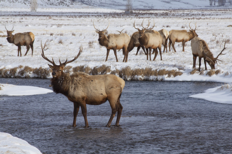 国家麋鹿保护区冬季场景与麋鹿在平溪,怀俄明州