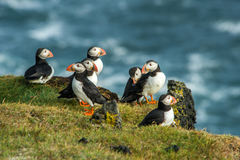 Flock of Puffins on the coast of Iceland
