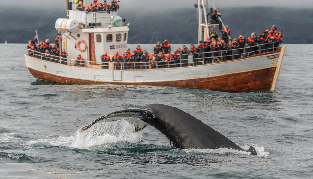 Humpback whale breaches the bay surface while an Icelandic whale watching boat full of people observes